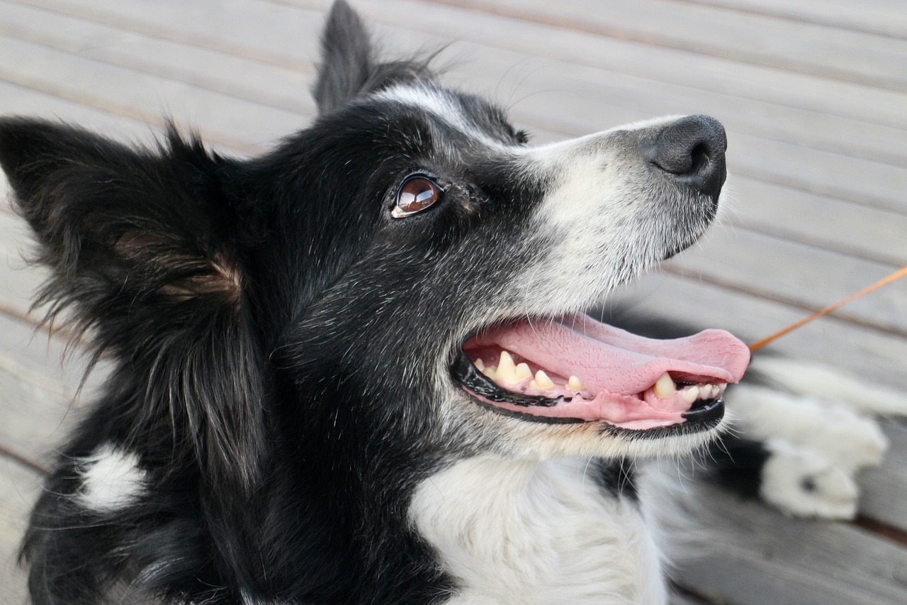 Border Collie playing outdoors